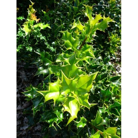 Ilex aquifolium - Houx botanique - Plant
