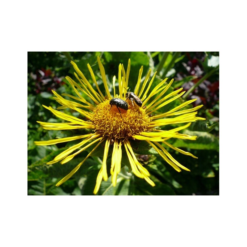 Inula helenium - Elecampane