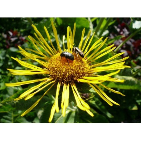 Inula helenium - Elecampane