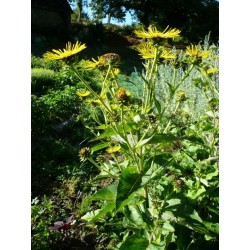 Graines d'Inula helenium - Grande Aunée