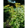 Inula helenium Seeds - Elecampane