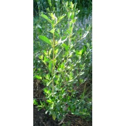 Aloysia gratissima - Eucalyptus Verbena