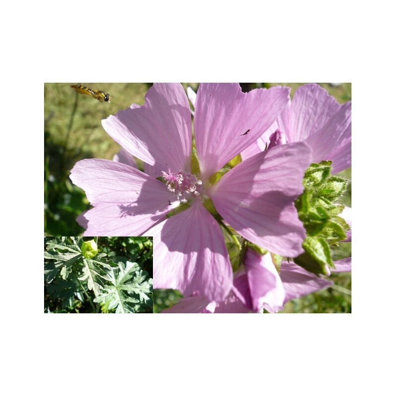 Malva moschata - Mauve Musquée