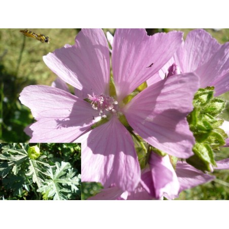 Malva moschata - Mauve Musquée