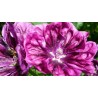 Malva sylvestris - Mauve sylvestre