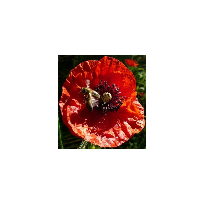 Papaver rhoeas - Corn Poppy