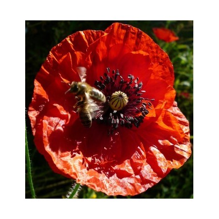 Papaver rhoeas - Corn Poppy