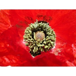 Fleur de Coquelicot