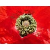 A flower of Corn Poppy