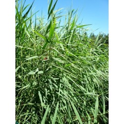 Phragmites australis - Common Reed - Rhizome
