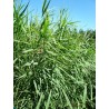 Phragmites australis - Roseau