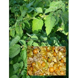 Physalis pubescens - Ground...
