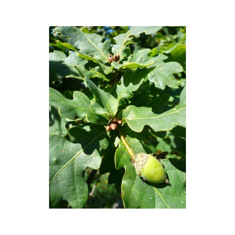 Quercus robur - Pedunculate Oak