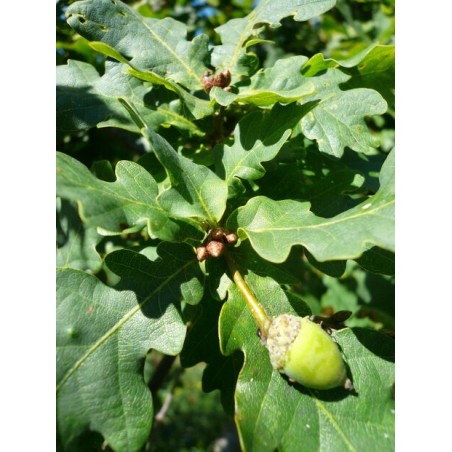 Quercus robur type sauvage - Chêne pedonculé