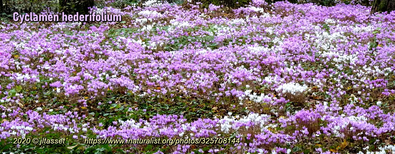 Cyclamen hederifolium naturalized