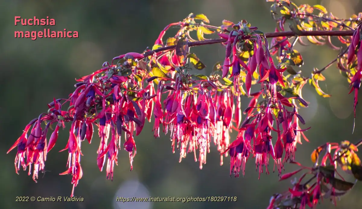 Floraison spectaculaire du Fuchsia magellanica