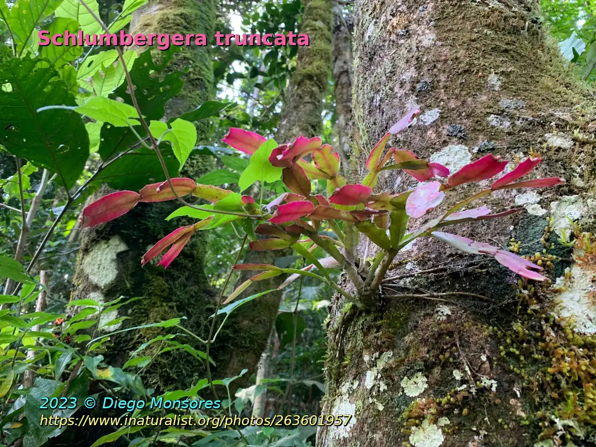 Schlumbergera truncata dans son milieu naturel